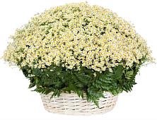 Цветочная композиция из Ромашки в корзине #REPLACE_PRED# Заклинье